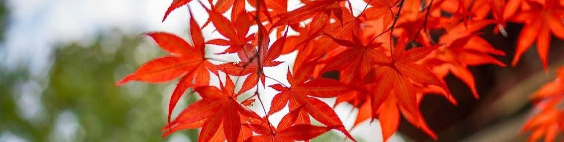 【募集中!】第10回 キヨピー雀ピー（11/23 開催）