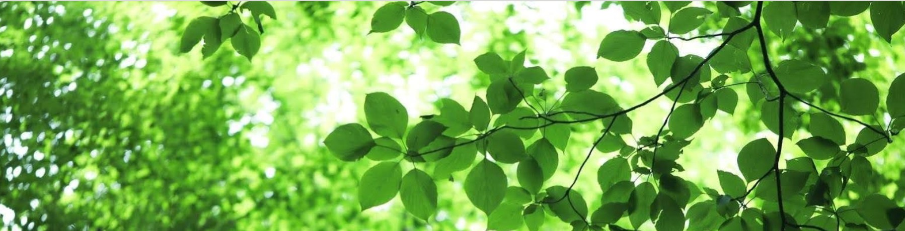 【申込み受付中】第13回 キヨピー雀ピー（2026/5/10）